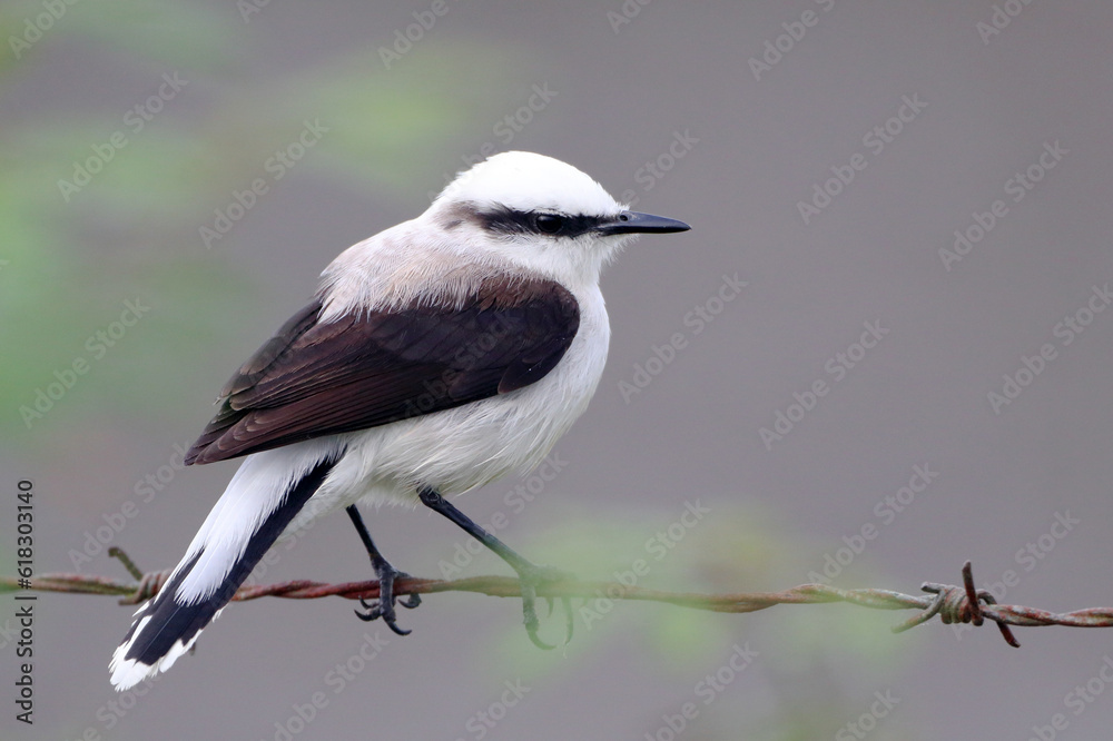 Masked Water-Tyrant (Fluvicola nengeta) perched on a strand of barbed wire Masked Water-Tyrant (Fluvicola nengeta) perched on a strand of barbed wire
