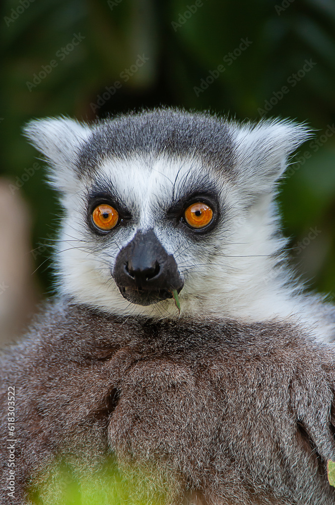 Fototapeta premium Lemur Eyes