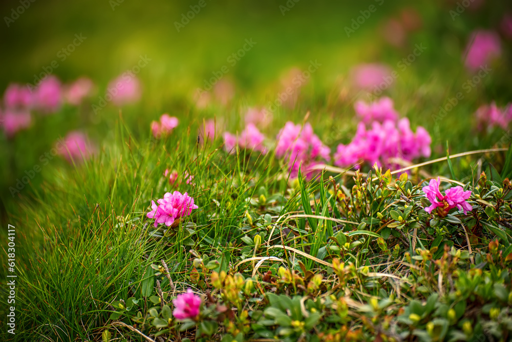 Obraz premium Rhododendron flowers in nature