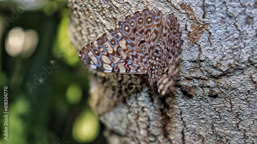 Snapper butterfly (Hamadryas feronia). This species usually lands upside down on tree trunks; their coloring makes them well camouflaged.