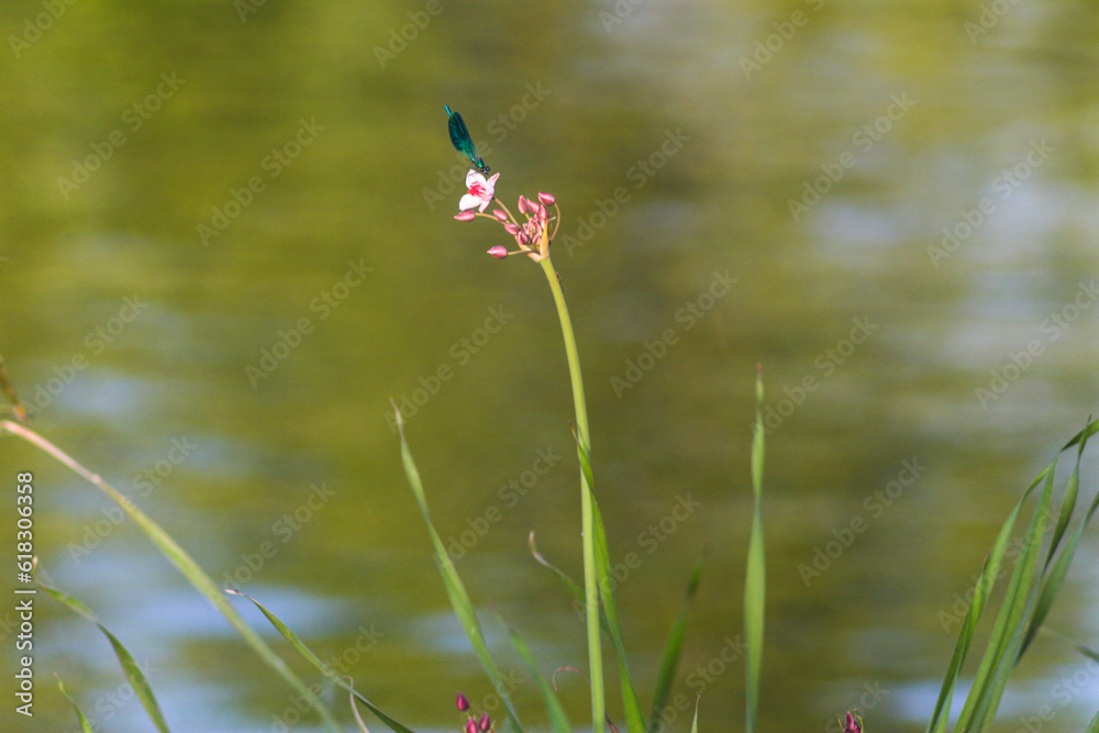 Flora And Fauna Of Reservoirs And Meadows Flora And Fauna Of Reservoirs And Meadows