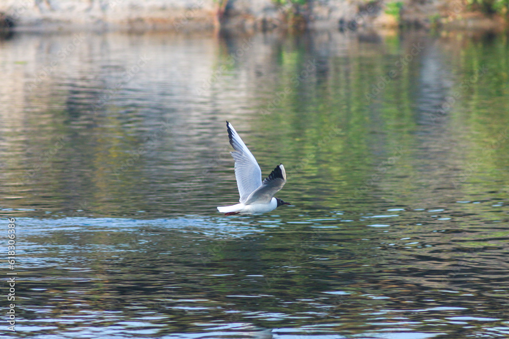 Flora And Fauna Of Reservoirs And Meadows Flora And Fauna Of Reservoirs And Meadows