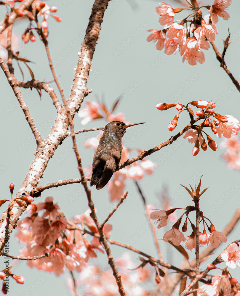 Hummingbird - Beija Flor Hummingbird - Beija Flor