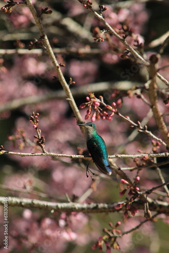 Hummingbird - Beija Flor
