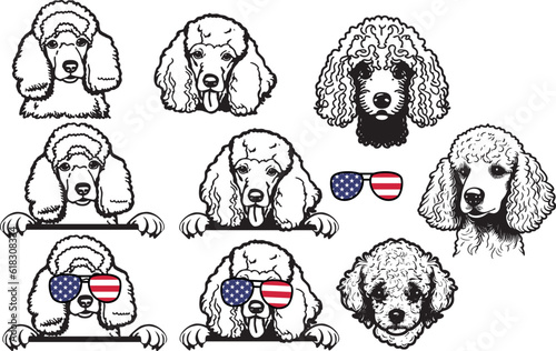Peekaboo cute dog ,Poodle dog Peeking, Dog portra