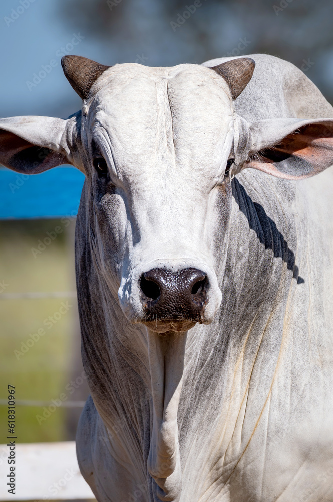 Manejo, gado de corte Nelore, engorda e genética da agropecuária