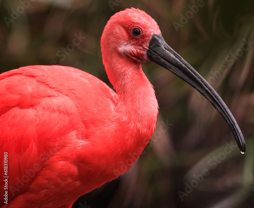 close up of a scarlet ibis 