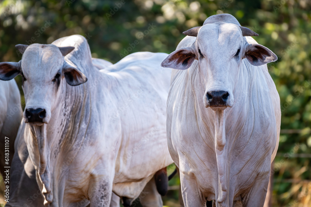 Manejo, gado de corte Nelore, engorda e genética da agropecuária brasileira / Management, Nelore beef cattle, fattening and genetics of Brazilian livestock Manejo, gado de corte Nelore, engorda e genética da agropecuária brasileira / Management, Nelore beef cattle, fattening and genetics of Brazilian livestock
