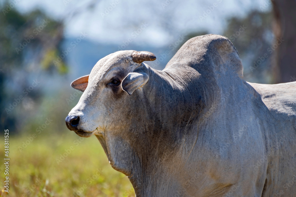 Manejo, gado de corte Nelore, engorda e genética da agropecuária