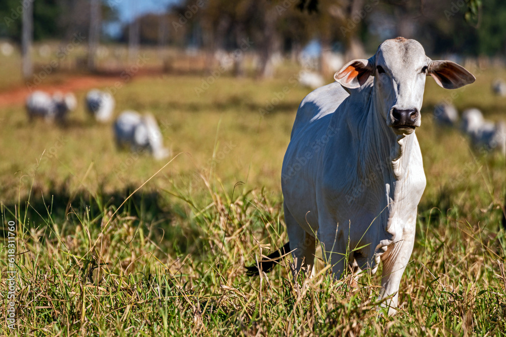Manejo, gado de corte Nelore, engorda e genética da agropecuária