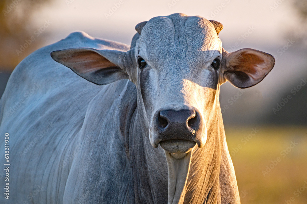 Manejo, gado de corte Nelore, engorda e genética da agropecuária