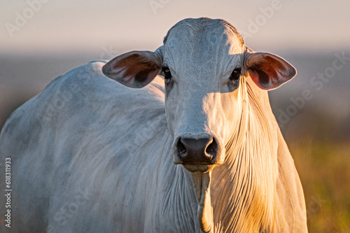 Manejo, gado de corte Nelore, engorda e genética da agropecuária brasileira / Management, Nelore beef cattle, fattening and genetics of Brazilian livestock photo