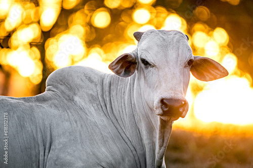 Manejo, gado de corte Nelore, engorda e genética da agropecuária brasileira / Management, Nelore beef cattle, fattening and genetics of Brazilian livestock