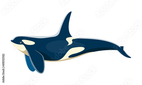 Killer whale animal character. Isolated cartoon vector orca, majestic marine mammal with distinct black and white markings. Agile, powerful, and intelligent top predator in the ocean
