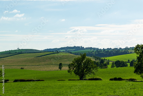 landscape with cows in the mountains