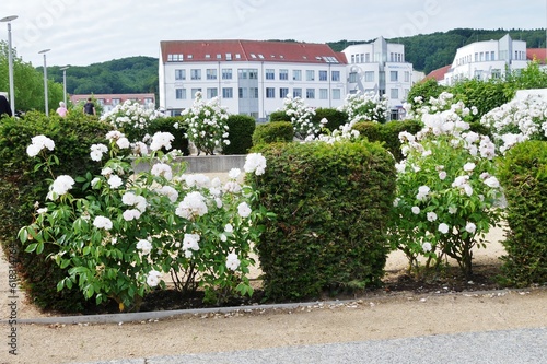 Weiße Rosen am Stadtplatz von Sassnitz auf Rügen photo