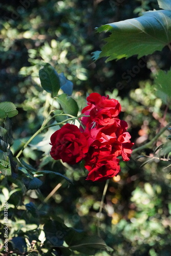 rose rouge