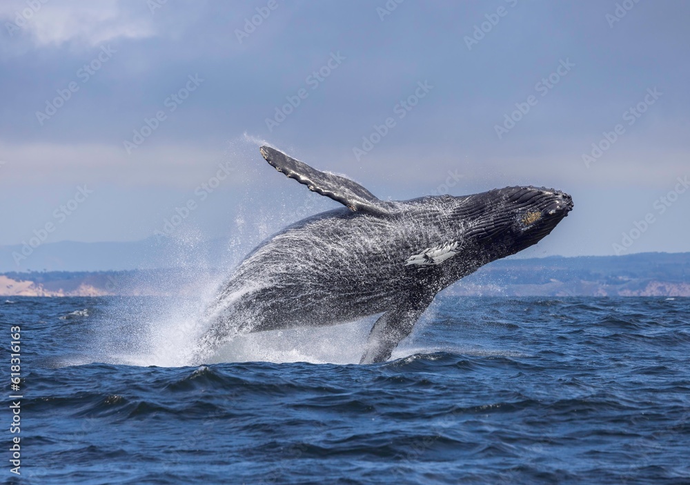 humpback breach, Monterey, California, USA
