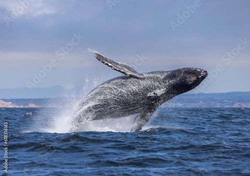 humpback breach, Monterey, California, USA © FPLV
