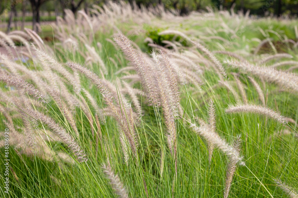 Fountain grass or pennisetum alopecuroides Fountain grass or pennisetum alopecuroides