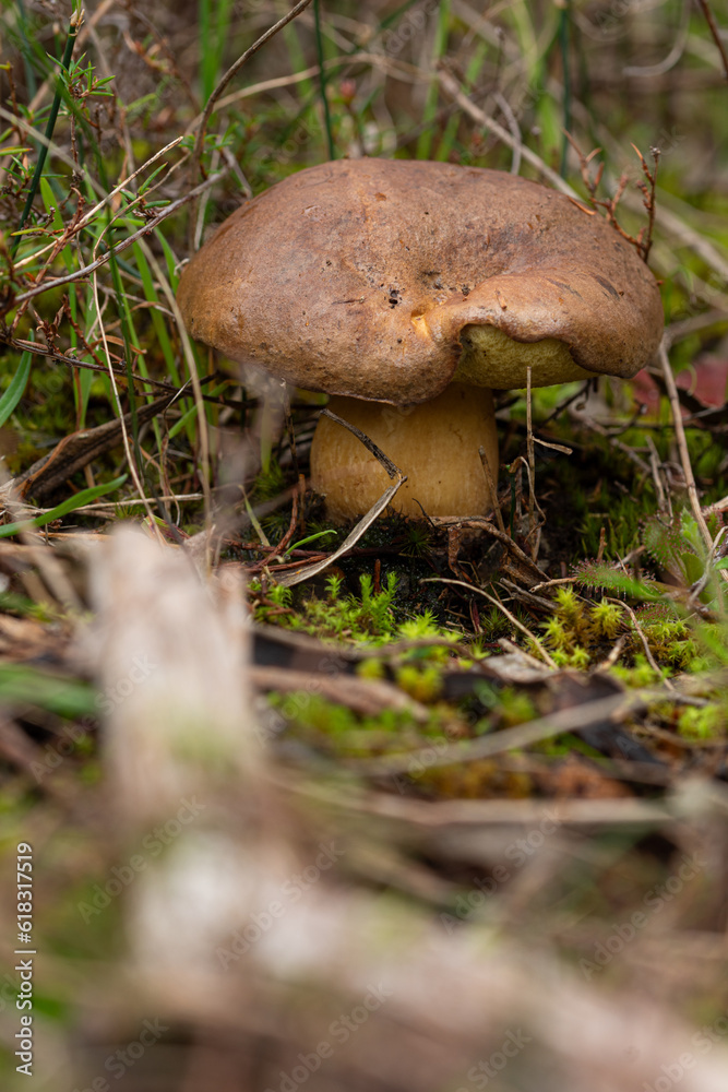 Phlebopus marginatus is an australian native mushroom Phlebopus marginatus is an australian native mushroom