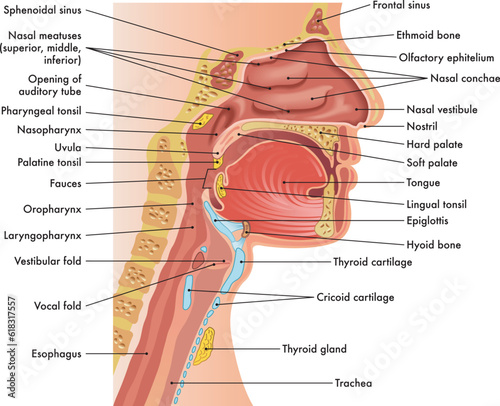 Medical diagram of anatomy of nose, mouth, larynx, and pharynx, with annotations. photo