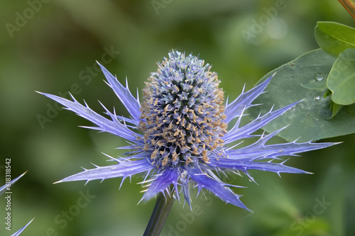 Close up of blue sea holly