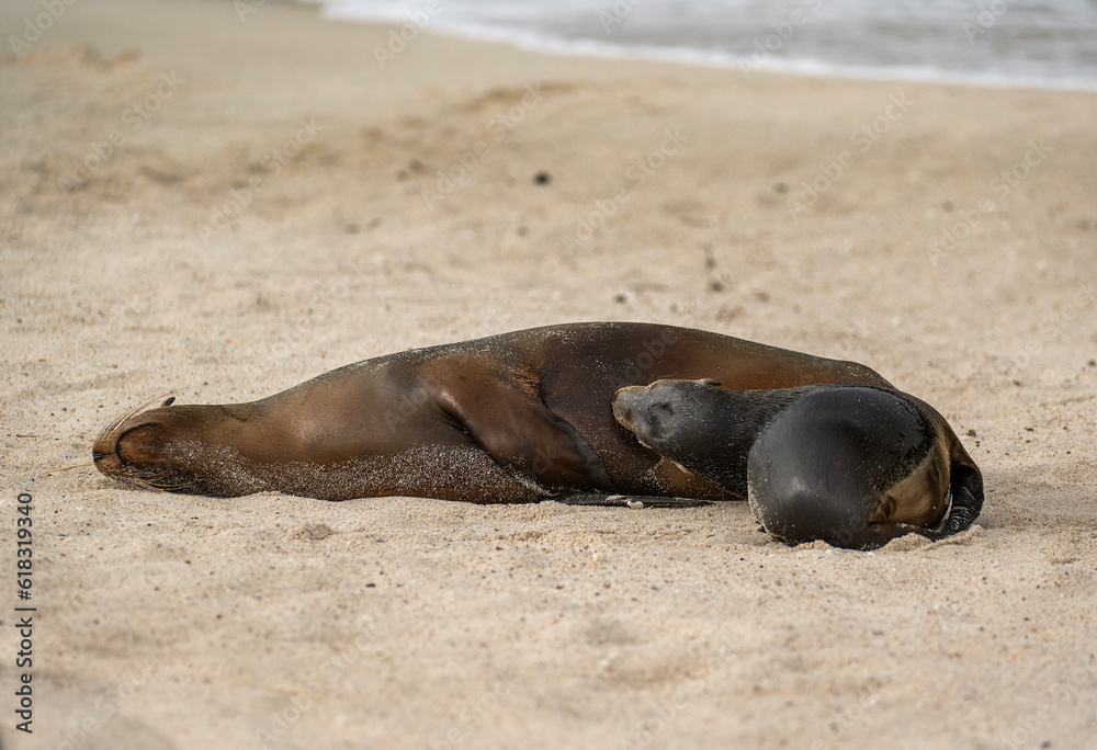Naklejka premium Galapagos Sea-Lion