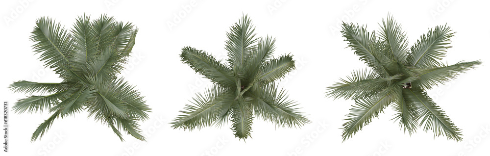 Naklejka premium Set of palm trees on top view isolated on transparent background, 3d render illustration.