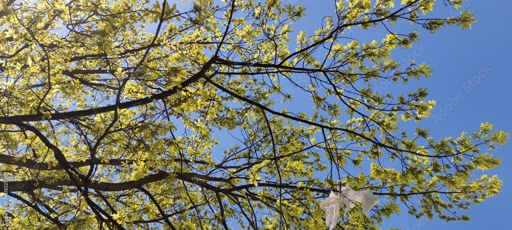 Oak branches against the sky. Spring day, green leaves appeared on a tall oak. They are small and light green in color. The branches of the tree are long black curved. blue sky above them. Oak branches against the sky. Spring day, green leaves appeared on a tall oak. They are small and light green in color. The branches of the tree are long black curved. blue sky above them.