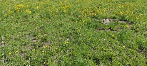 A clearing overgrown with grass and yellow dandelions. On a green background of growing grass, there are yellow hats of umbrellas of flowers common dandelion. There are a lot of yellow flowers.