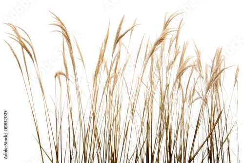 stock photo of reeds white isolated background