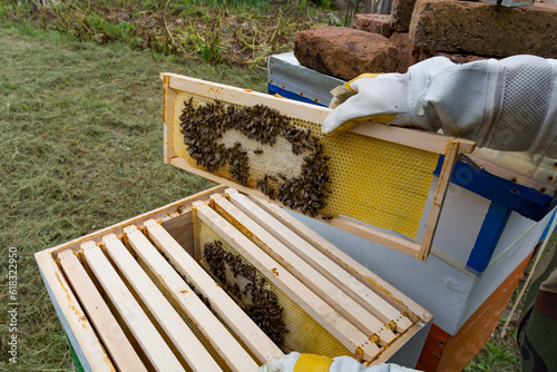 A beekeeper's gloved hand holds a frame with bees and capped honey above an open hive at the apiary, representing the concept of beekeeping