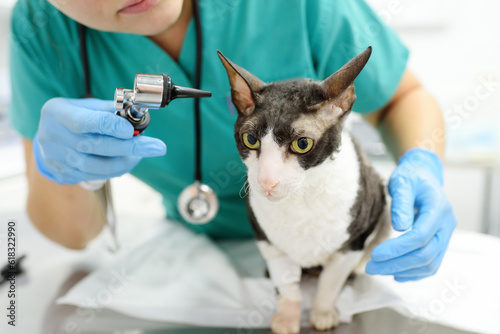 Foto Veterinarian doctor checking the ears of cat of the breed Cornish Rex with otoscope in veterinary clinic