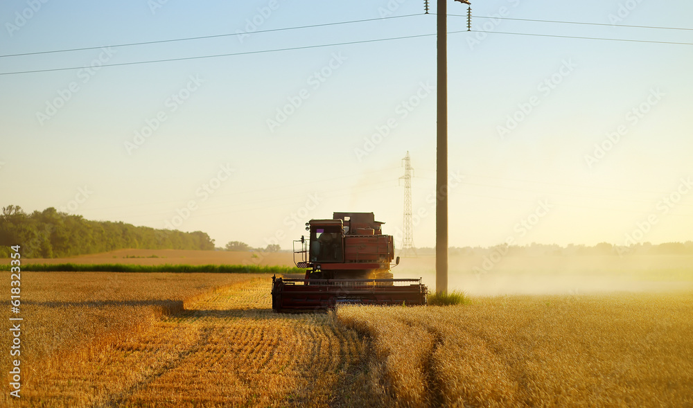 Fototapeta premium Combine harvesting grain on golden wheat field summer. Harvester working in wheatfield at sunset. Harvest ripe rye. Agriculture
