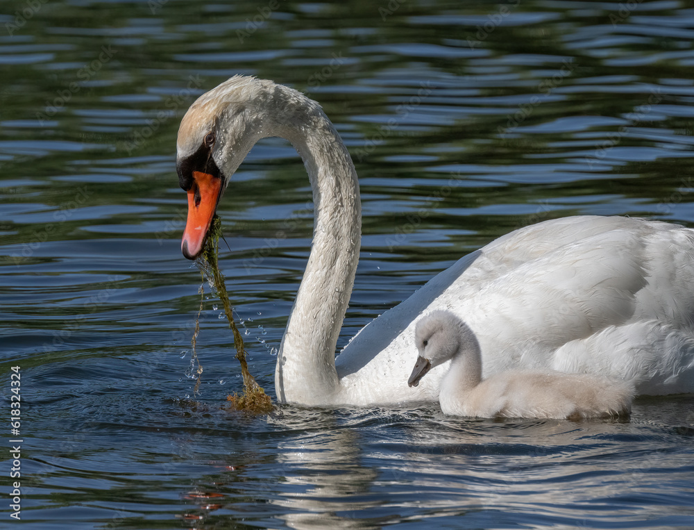 Fototapeta premium Mute Swan Family