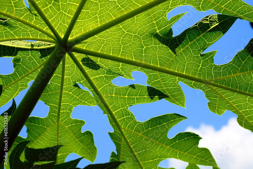Close up texture of Papaya leaf with blue sky and white clouds use for web design and leaf background