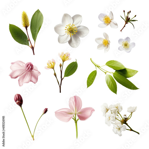 pink and white flowers isolated on transparent background cutout