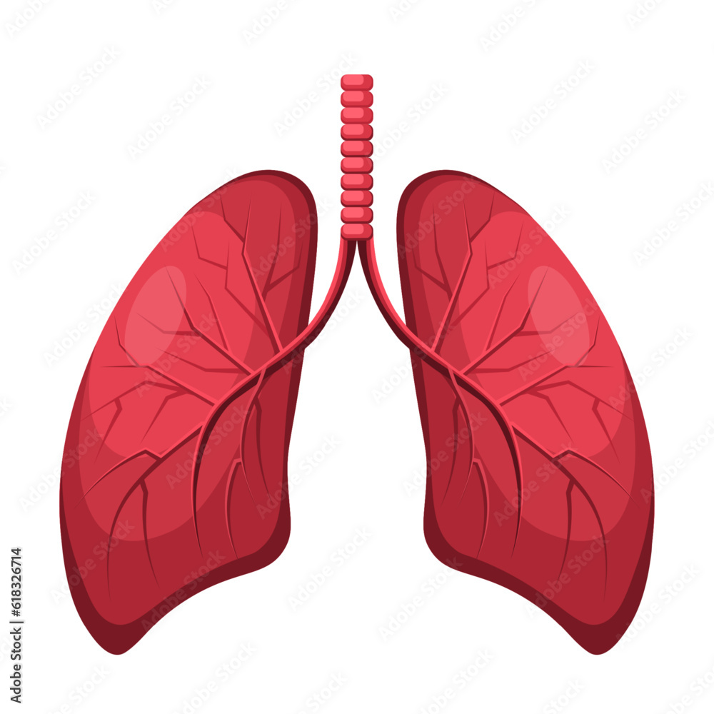 Human lungs. Respiratory system organ. Anatomy, medicine and health care concept. Flat vector illustration isolated on white background. Human lungs. Respiratory system organ. Anatomy, medicine and health care concept. Flat vector illustration isolated on white background.