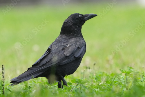 crow is in a field