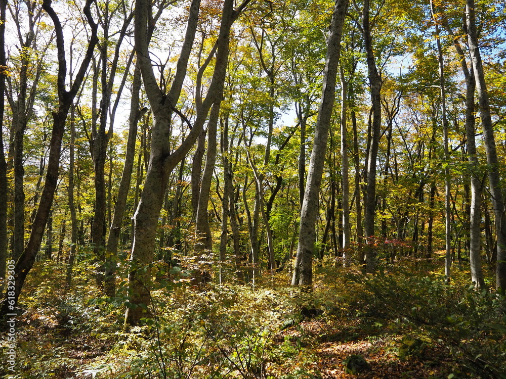 Fototapeta premium Mt Daisen, the marvelous scenery at Japan’s third national park
