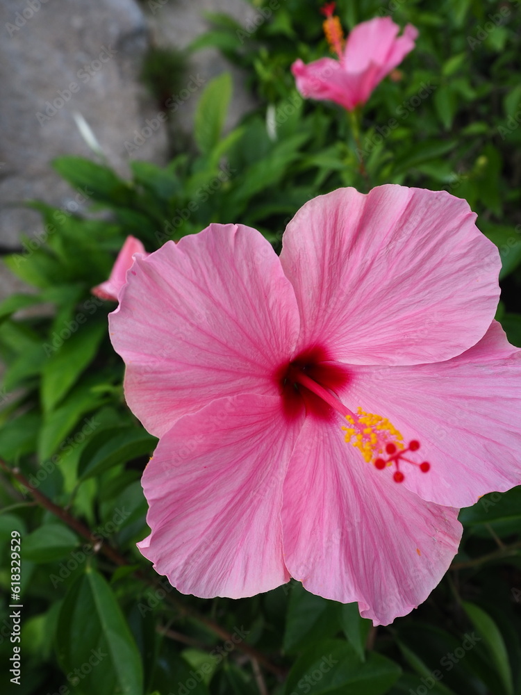 Tottori Hanakairo Flower Park, Enjoy beautiful flowers and a view of mount Daisen Tottori Hanakairo Flower Park, Enjoy beautiful flowers and a view of mount Daisen