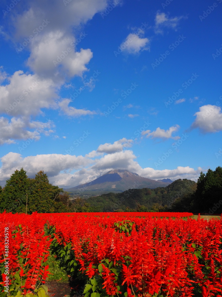 Tottori Hanakairo Flower Park, Enjoy beautiful flowers and a view of mount Daisen