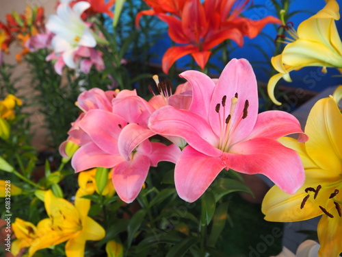 Tablou pe pânză Tottori Hanakairo Flower Park, Enjoy beautiful flowers and a view of mount Daise