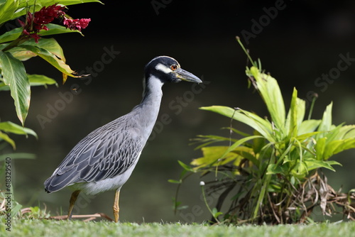 Yellow-crowned Night Heron (Nyctanassa violacea) in Jamaica