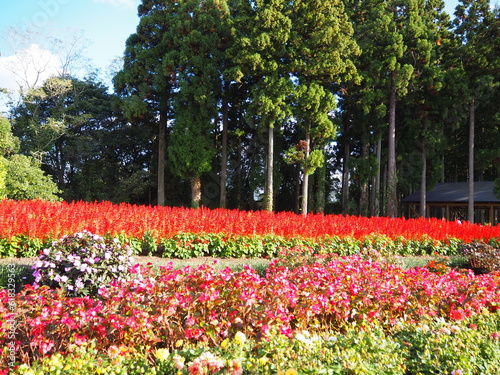 Wallpaper Mural Tottori Hanakairo Flower Park, Enjoy beautiful flowers and a view of mount Daisen Torontodigital.ca