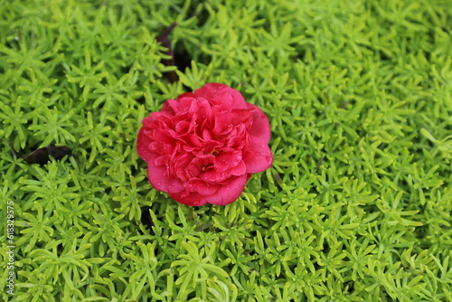 Red orange peony on green succulent