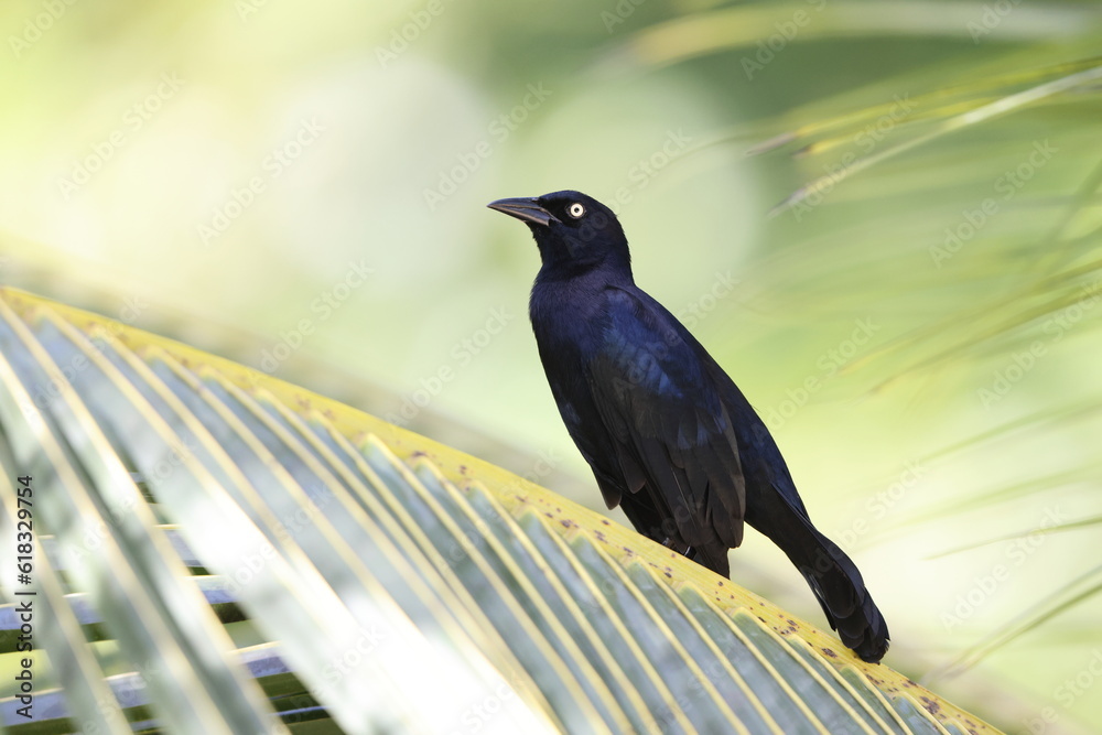 Greater Antillean grackle (Quiscalus niger) in Jamaica Greater Antillean grackle (Quiscalus niger) in Jamaica