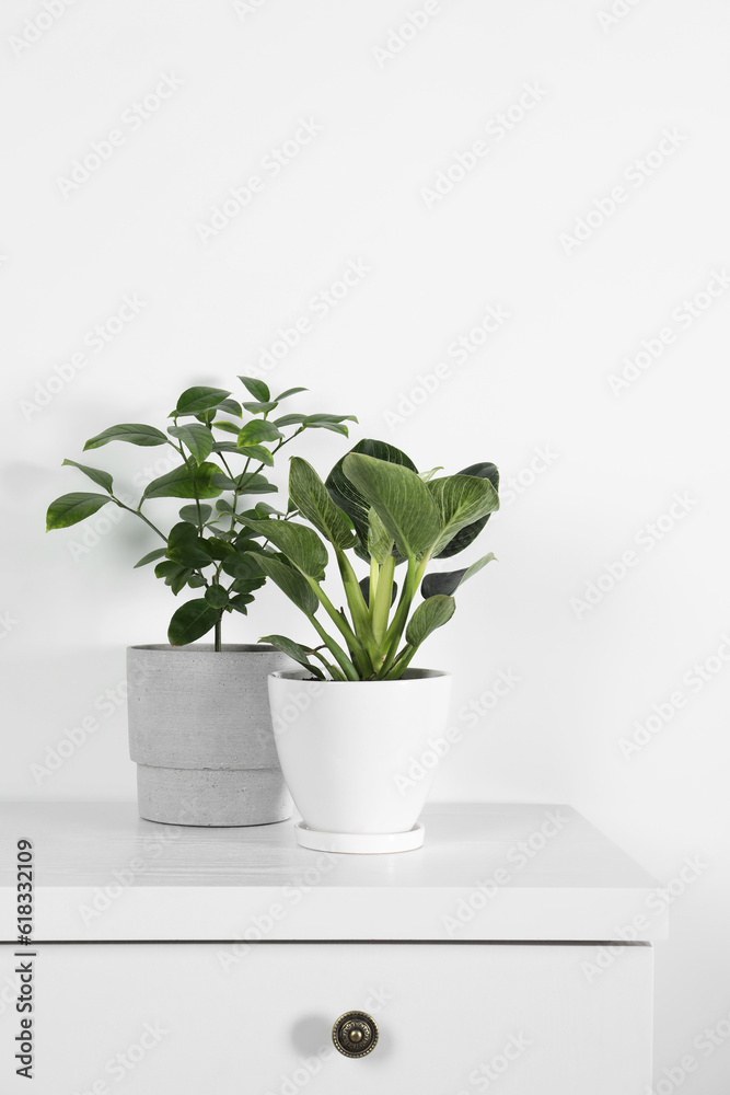 Beautiful plants in pots on white chest of drawers indoors. House decor Beautiful plants in pots on white chest of drawers indoors. House decor