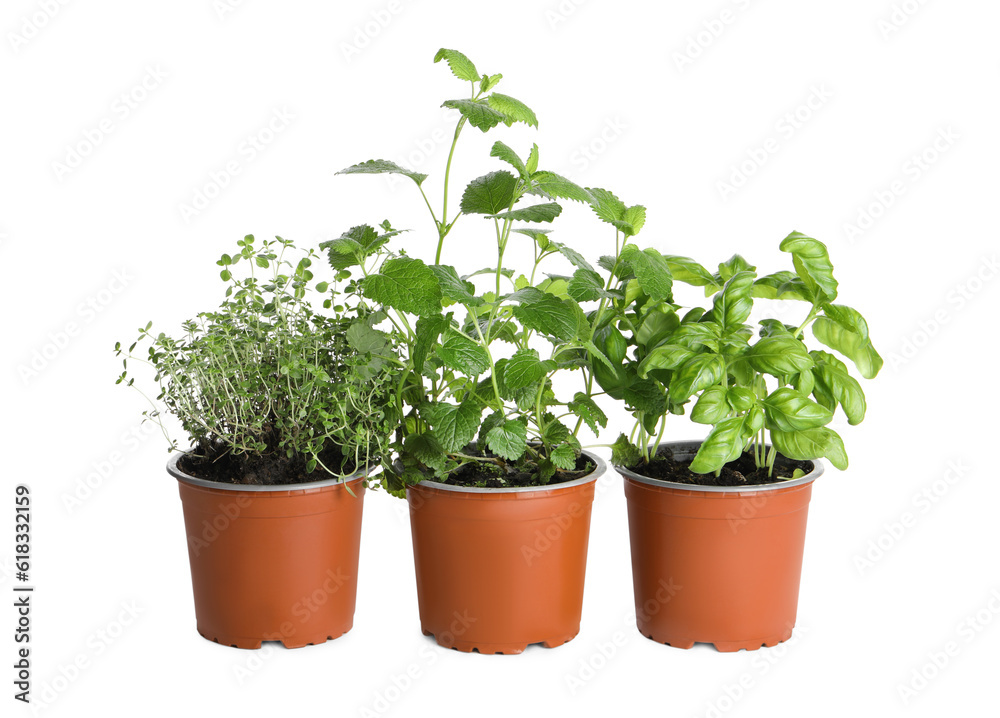 Different aromatic potted herbs on white background